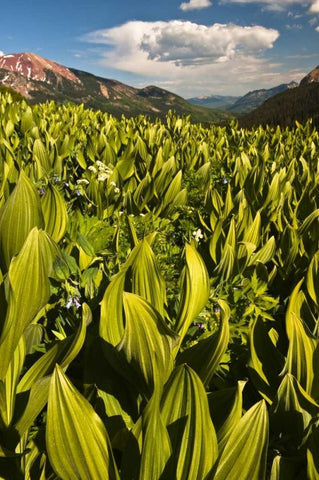 CO, Crested Butte Corn lily field and flowers Black Ornate Wood Framed Art Print with Double Matting by Rotenberg, Nancy