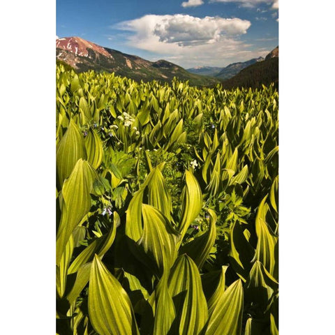 CO, Crested Butte Corn lily field and flowers Black Modern Wood Framed Art Print by Rotenberg, Nancy