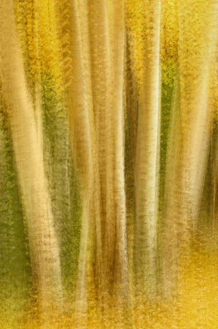 Colorado, San Juan Mountains Aspen tree abstract White Modern Wood Framed Art Print with Double Matting by Bush, Marie