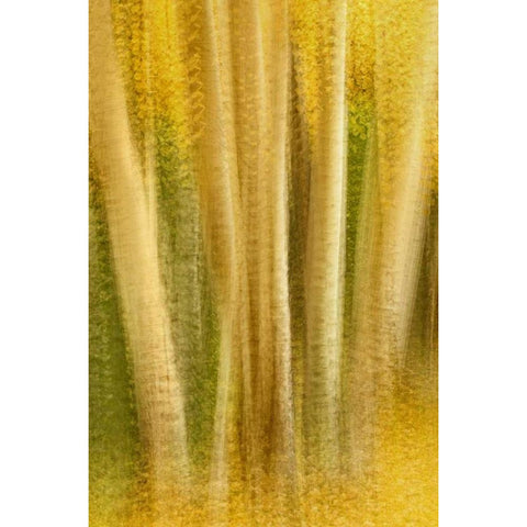 Colorado, San Juan Mountains Aspen tree abstract Black Modern Wood Framed Art Print by Bush, Marie