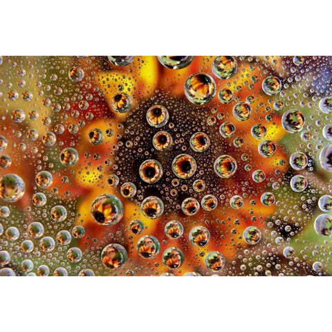 CO, Lafayette Water bubbles on glass table top White Modern Wood Framed Art Print by Bush, Marie