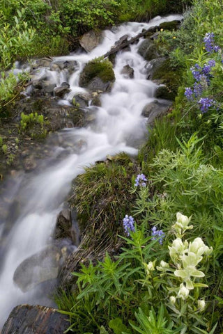 Colorado, Crested Butte Stream and flowers White Modern Wood Framed Art Print with Double Matting by Bush, Marie