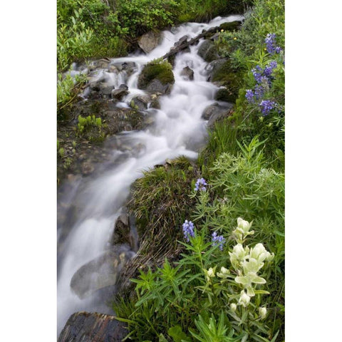 Colorado, Crested Butte Stream and flowers White Modern Wood Framed Art Print by Bush, Marie