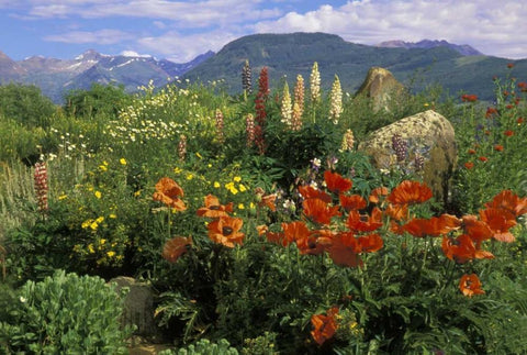 CO, Crested Butte Wildflowers in mountain garden White Modern Wood Framed Art Print with Double Matting by Rotenberg, Nancy