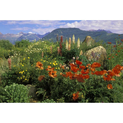 CO, Crested Butte Wildflowers in mountain garden Black Modern Wood Framed Art Print by Rotenberg, Nancy
