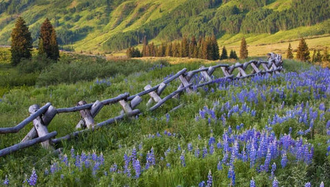 Colorado Lupines and split rail fence in meadow White Modern Wood Framed Art Print with Double Matting by Rotenberg, Nancy