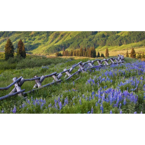 Colorado Lupines and split rail fence in meadow Black Modern Wood Framed Art Print with Double Matting by Rotenberg, Nancy