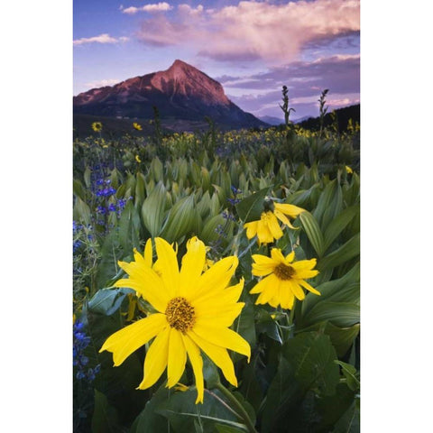 CO, Mt Crested Butte Meadow flowers at sunset Black Modern Wood Framed Art Print with Double Matting by Rotenberg, Nancy