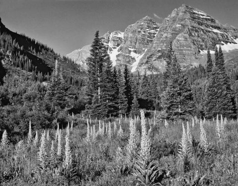 CO, White Mountain NF Maroon Bells and meadow White Modern Wood Framed Art Print with Double Matting by Flaherty, Dennis