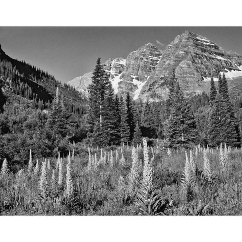 CO, White Mountain NF Maroon Bells and meadow White Modern Wood Framed Art Print by Flaherty, Dennis