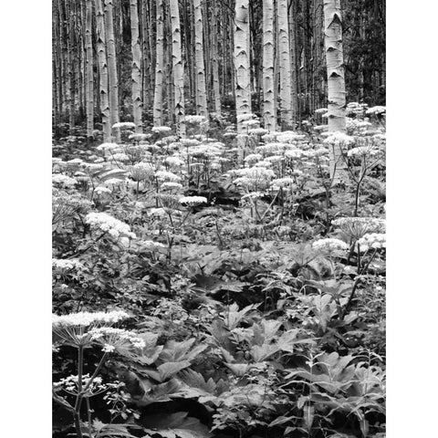 CO, Rocky Mts Cow parsnip grows in aspen grove Gold Ornate Wood Framed Art Print with Double Matting by Flaherty, Dennis