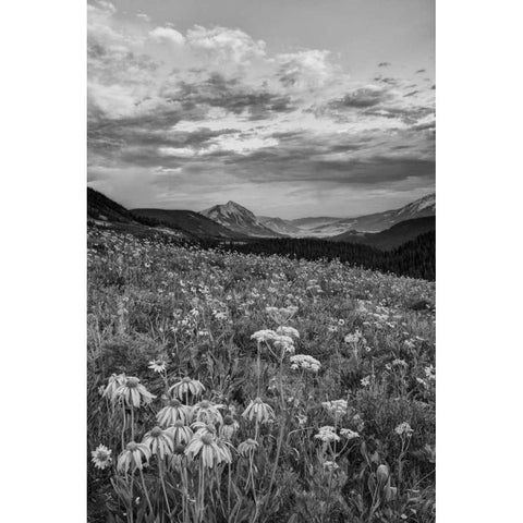 Colorado, Crested Butte flowers cover hillside White Modern Wood Framed Art Print by Flaherty, Dennis