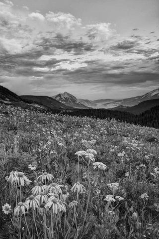 Colorado, Crested Butte flowers cover hillside White Modern Wood Framed Art Print with Double Matting by Flaherty, Dennis