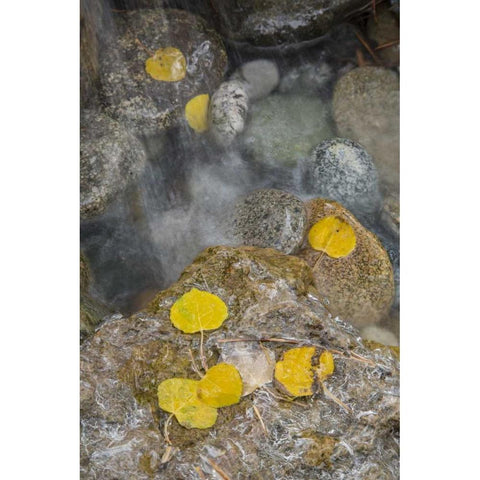 Colorado, Pike NF Aspen leaves on icy rocks Black Modern Wood Framed Art Print with Double Matting by Grall, Don