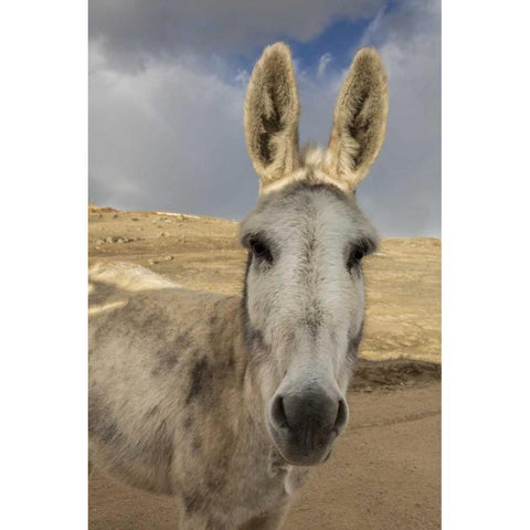 USA, Colorado, South Park Close-up of wild burro White Modern Wood Framed Art Print by Grall, Don