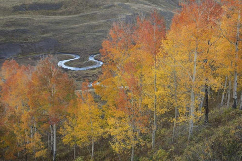 CO, Gunnison NF Aspen grove at peak autumn color White Modern Wood Framed Art Print with Double Matting by Grall, Don