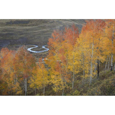 CO, Gunnison NF Aspen grove at peak autumn color White Modern Wood Framed Art Print by Grall, Don