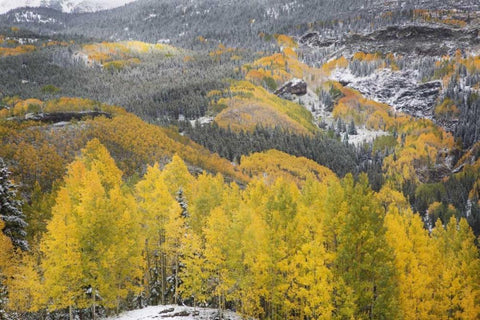 Colorado, San Juan Mountains Autumn snowfall White Modern Wood Framed Art Print with Double Matting by Grall, Don