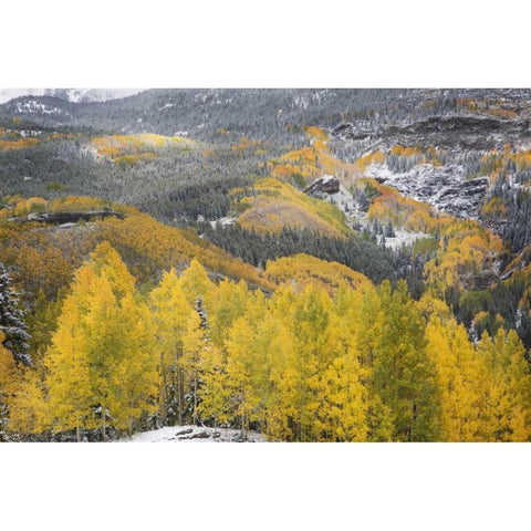 Colorado, San Juan Mountains Autumn snowfall Black Modern Wood Framed Art Print with Double Matting by Grall, Don