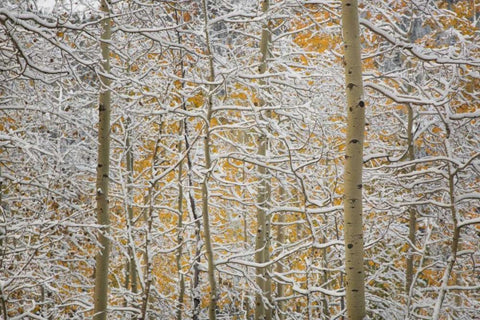 Colorado, San Juan Mountains Snow on aspen trees White Modern Wood Framed Art Print with Double Matting by Grall, Don