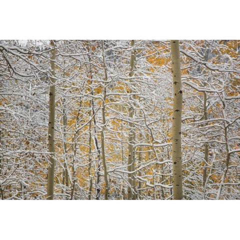 Colorado, San Juan Mountains Snow on aspen trees Black Modern Wood Framed Art Print with Double Matting by Grall, Don