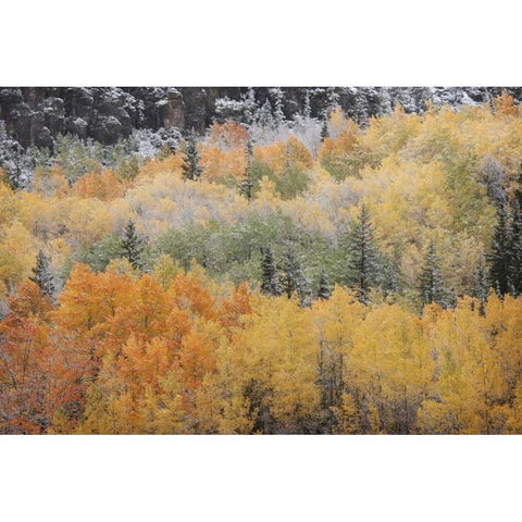 Colorado, San Juan Mts Aspens after snowstorm Black Modern Wood Framed Art Print with Double Matting by Grall, Don