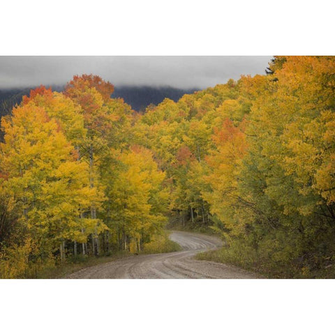 CO, San Juan NF Autumn aspen trees and road Black Modern Wood Framed Art Print with Double Matting by Grall, Don