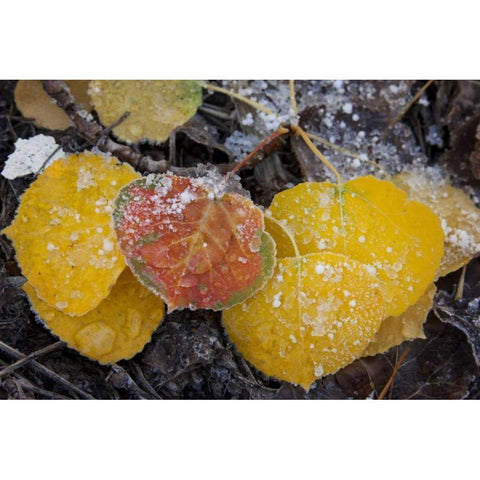 CO, Uncompahgre NF Frozen water on aspen leaves Black Modern Wood Framed Art Print with Double Matting by Grall, Don