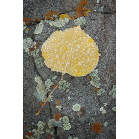 Colorado, Uncompahgre NF Rindrops on aspen leaf Gold Ornate Wood Framed Art Print with Double Matting by Grall, Don