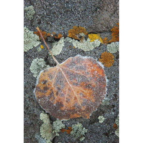 Colorado, Uncompahgre NF Rindrops on aspen leaf Black Modern Wood Framed Art Print by Grall, Don