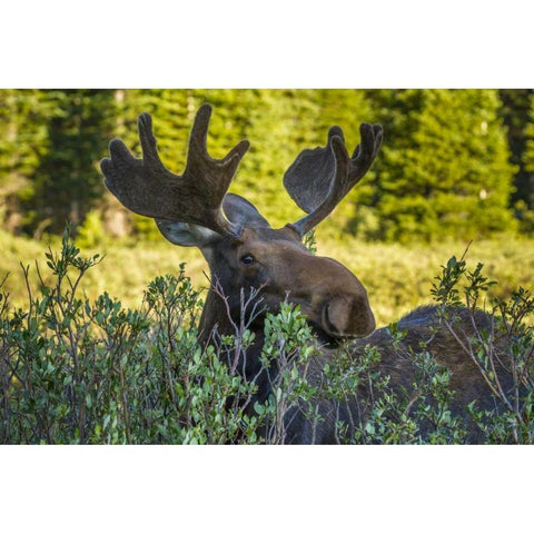 Colorado, Arapaho NF Wary male moose Black Modern Wood Framed Art Print by Illg, Cathy and Gordon
