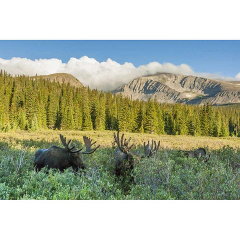 CO, Arapaho NF Male moose grazing on bushes Black Modern Wood Framed Art Print with Double Matting by Illg, Cathy and Gordon