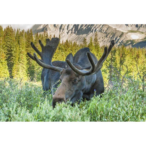 Colorado, Arapaho NF Male moose grazing on bush Black Modern Wood Framed Art Print with Double Matting by Illg, Cathy and Gordon