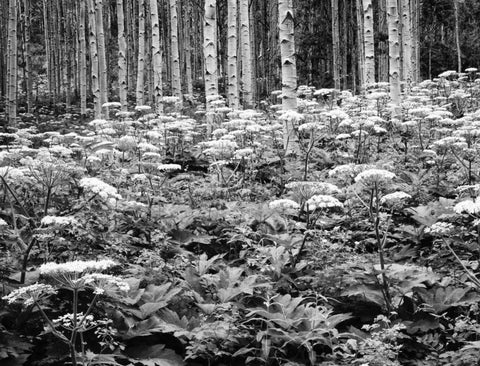 CO, Rocky Mts Cow parsnip grows in aspen grove Black Ornate Wood Framed Art Print with Double Matting by Flaherty, Dennis