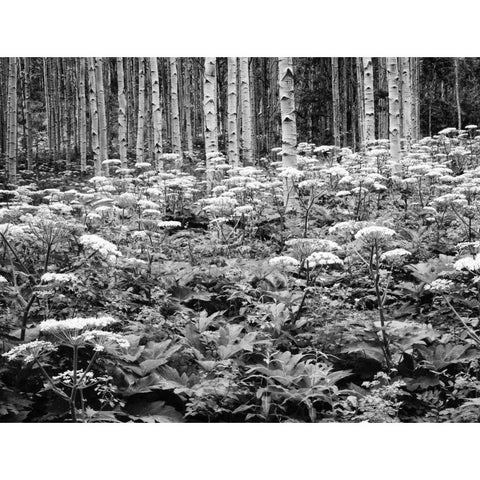 CO, Rocky Mts Cow parsnip grows in aspen grove White Modern Wood Framed Art Print by Flaherty, Dennis