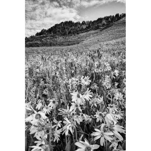 Colorado Wildflowers cover hillside Black Modern Wood Framed Art Print with Double Matting by Flaherty, Dennis