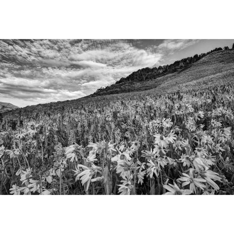 Colorado Wildflowers cover hillside Black Modern Wood Framed Art Print with Double Matting by Flaherty, Dennis