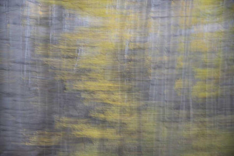 CO, Gunnison NF Abstract of aspens Black Ornate Wood Framed Art Print with Double Matting by Grall, Don