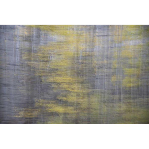 CO, Gunnison NF Abstract of aspens Black Modern Wood Framed Art Print with Double Matting by Grall, Don