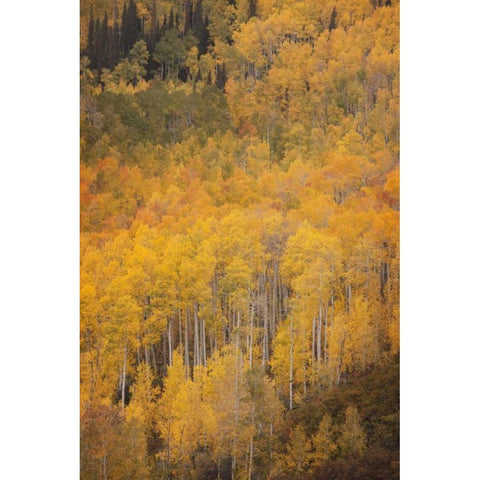 CO, Gunnison NF Aspen forest at peak autumn Black Modern Wood Framed Art Print with Double Matting by Grall, Don