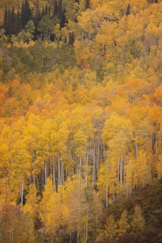 CO, Gunnison NF Aspen forest at peak autumn White Modern Wood Framed Art Print with Double Matting by Grall, Don