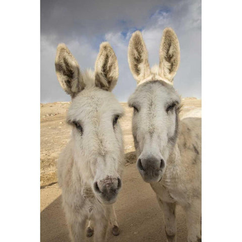 Colorado, South Park Close-up of wild burros Black Modern Wood Framed Art Print by Grall, Don