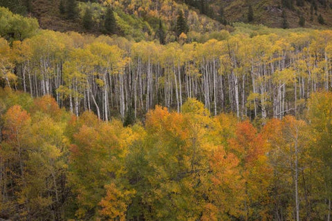 CO, White River NF Aspen grove at peak autumn Black Ornate Wood Framed Art Print with Double Matting by Grall, Don