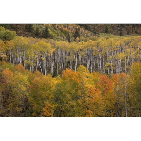 CO, White River NF Aspen grove at peak autumn Black Modern Wood Framed Art Print with Double Matting by Grall, Don