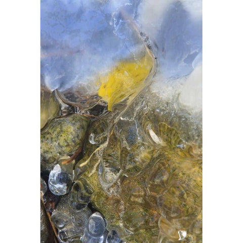 Colorado, Pike NF Frozen aspen leaf on rock Black Modern Wood Framed Art Print by Grall, Don
