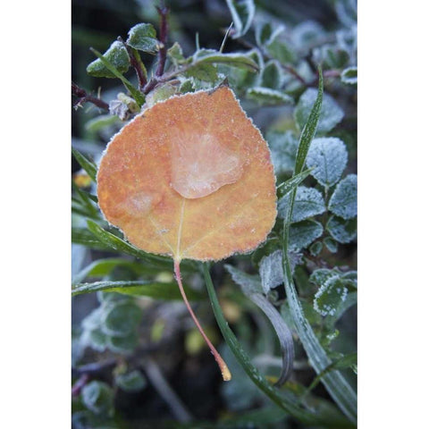 CO, Uncompahgre NF Frozen raindrops on aspen Black Modern Wood Framed Art Print by Grall, Don