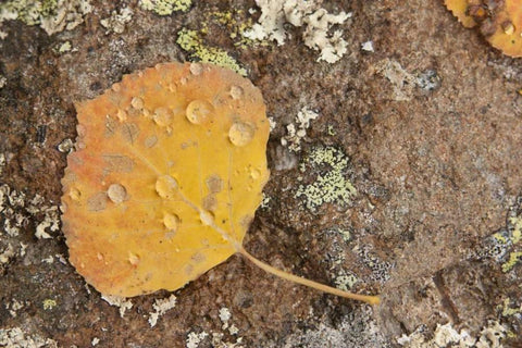 CO, Gunnison NF Aspen leaf and lichen on rock Black Ornate Wood Framed Art Print with Double Matting by Grall, Don