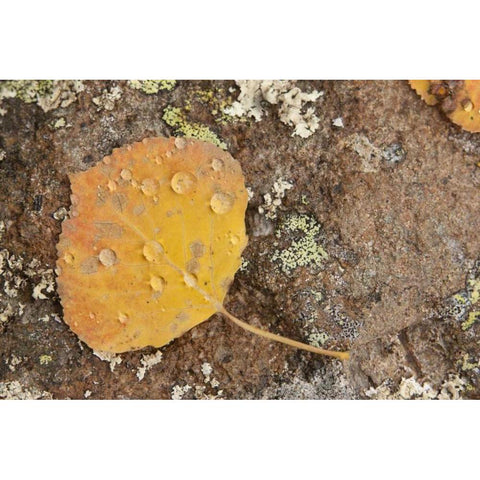 CO, Gunnison NF Aspen leaf and lichen on rock Black Modern Wood Framed Art Print by Grall, Don
