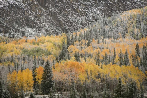 Colorado, San Juan Mountains Autumn snowfall Black Ornate Wood Framed Art Print with Double Matting by Grall, Don