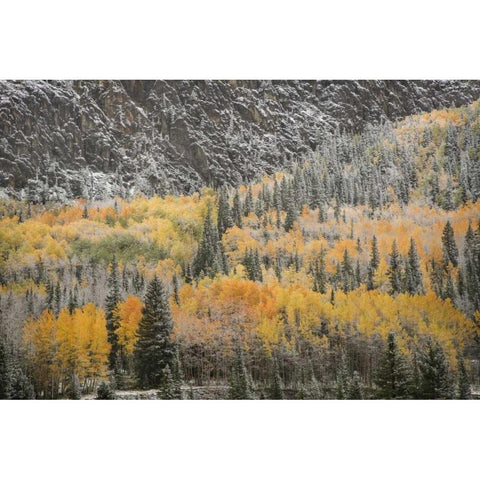Colorado, San Juan Mountains Autumn snowfall Black Modern Wood Framed Art Print by Grall, Don
